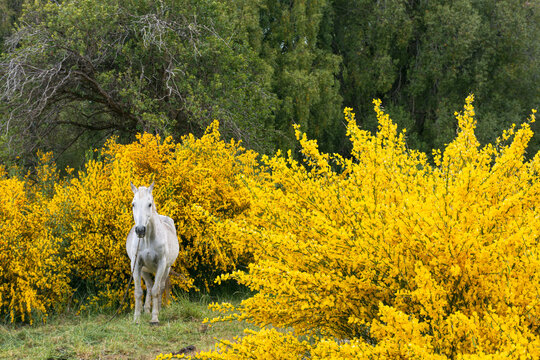 White horse in the field surrounded by yellow bloomed Retamas during spring season in Esquel, Patagonia, Argentina