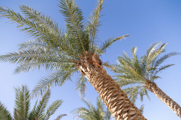 Date palm trees over blue sky during the day in Abu Dhabi, UAE. Tropical paradise.	