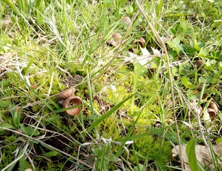 acorn on the grass