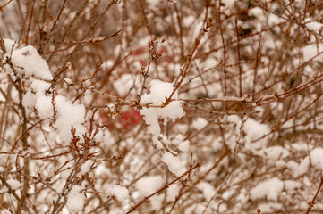 snow covered branches
