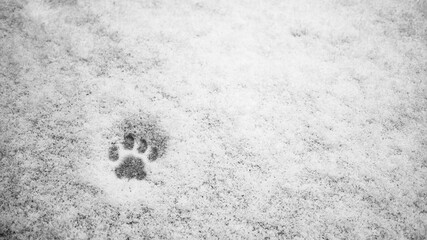 Katzentatze im Schnee