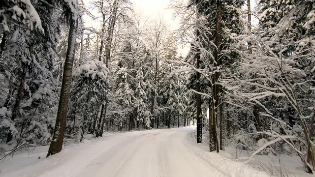 A car ride through a beautiful snowy forest in winter on a frosty day. Beautiful nature in the snow against a blue sky