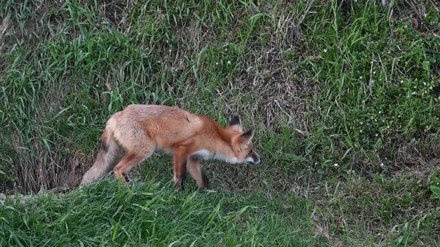 Red fox kits at their den in the Canadian wilderness