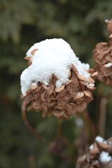 Schneebedeckte welke Bl&uuml;te mit gr&uuml;nem Hintergrund