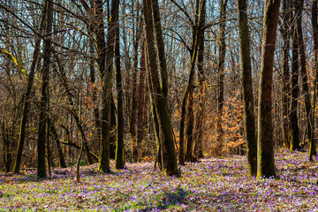 forest glade blossom in crocus. beautiful nature scenery in springtime. leafless trees on a sunny day