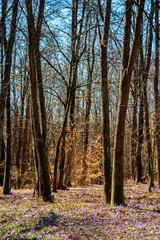 forest glade blossom in crocus. beautiful nature scenery in springtime. leafless trees on a sunny day