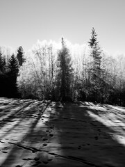 Black and white high contrast with a red filter creates drama in this wild and beautiful snow covered forest. This just outside of down town Oslo, Norway in cold January morning. It was below 15 minus