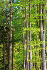 beech trees with fresh green foliage in sunlight. beautiful nature forest scenery in spring