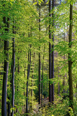 beech trees with fresh green foliage in sunlight. beautiful nature forest scenery in spring