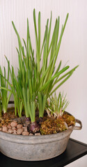vegetable garden on the windowsill green onion in a pot decor on a light background