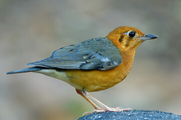 Orange-headed thrush (Geokichla citrina) standing clear on roack over fine blur background during migration to Thailand