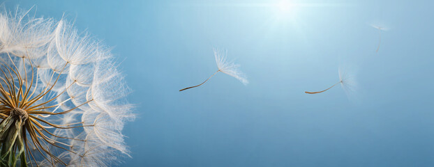 Dandelion and flying dandelion seeds on a background of blue sky and sun. Spring and summer wide background.