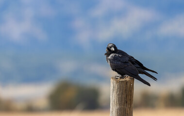 Raven in Autumn in Grand Teton National Park Wyoming