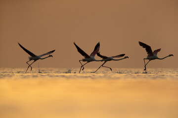 Silhouette of Greater Flamingos takeoff at Asker coast during sunrise, Bahrain