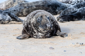seal on the beach