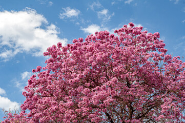 A beautiful tree. Un Hermoso arbol colorido