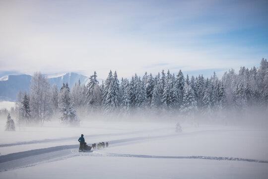 Traineau, musher et chiens de traineau dans un magnifique paysage de neige en hiver dans les alpes