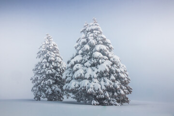 sapins en montagne en hiver recouverts de neige et dans le blizzard