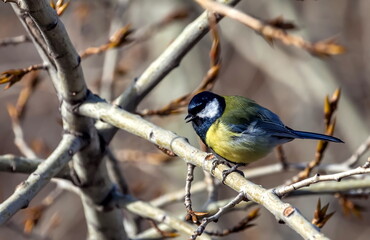 Bird tit close-up on a poplar branch in spring