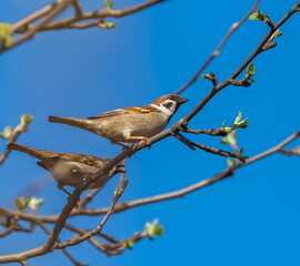 Bird sparrow close-up on a branch of an apple tree in spring against a blue sky