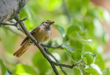 Bird redstart ordinary close-up in summer on the branch of an apple tree against the background of green foliage