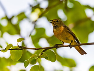 Bird redstart ordinary close-up in summer on the branch of an apple tree against the background of green foliage