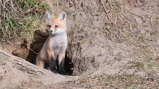 Red fox kits at their den in the spring