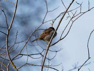 (Passer domesticus) Moineau domestique au plumage contrasté de noir, blanc et brun vif perchés sur une branche sous un ciel bleu