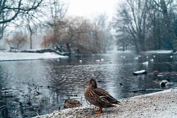 Duck standing near the water
