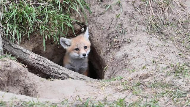 Red fox kits at their den in the spring