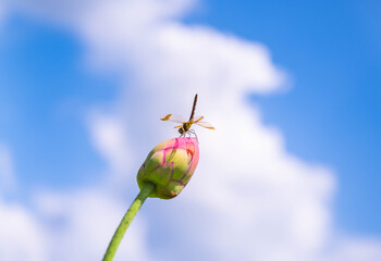 蓮のつぼみに止まるトンボ © kikisora