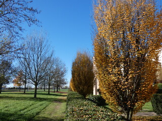 foglie gialle sugli alberi