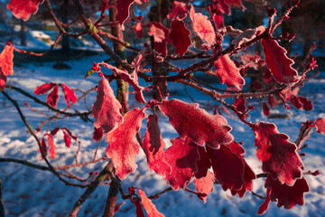 roślina makro zima gałęzie śnieg © Piotr