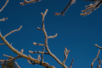 roślina makro zima gałęzie śnieg © Piotr