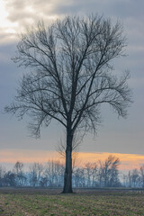 albero spoglio  e cielo autunnale