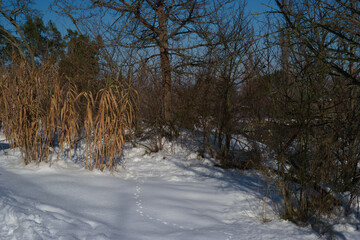 krajobraz zima drzewa śnieg rośliny natura