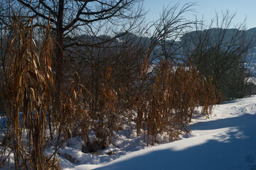krajobraz zima drzewa śnieg rośliny natura © Piotr