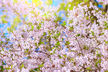 Branches of blossoming cherry against background of blue sky in spring on nature outdoors.  Soft gentle blurred abstract spring background, soft focus.