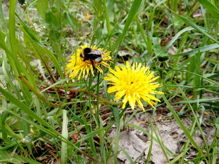 bee on dandelion