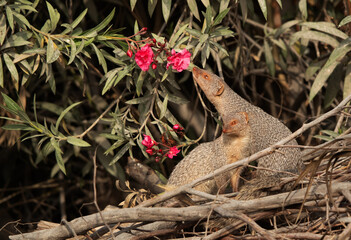 A pair of mongoose at Adhari, Bahrain. One of them smelling flowers.
