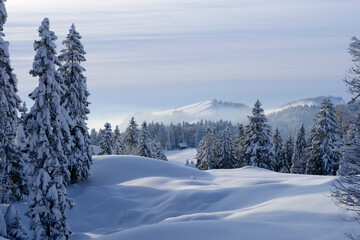 Fototapeta premium forêt dans l'Alpstein - Suisse en hiver