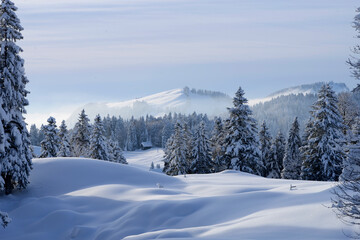 forêt de montagne enneigée - Alpes Suisse Appenzell Alpstein en hiver