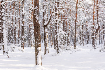Pine forest in winter in sunny day (Poland)