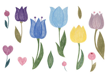 set of tulips, handmade illustration made with colored pencils. spring flowers on a white background, a design element of a greeting card for women's day, and Valentine's day