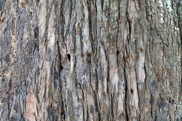 Tree Bark Texture for Background.