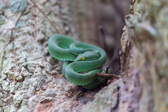 Close up of green snake on tree.
