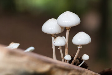 Mucidula mucida mushrooms in a european forest environment with a blurred background.