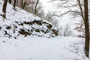 Winterwald im Mittelrheintal
