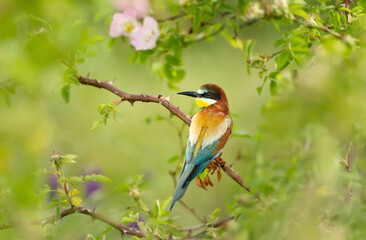 Close up of a perched Bee-eater in summer
