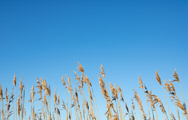 view of reeds and blue sky